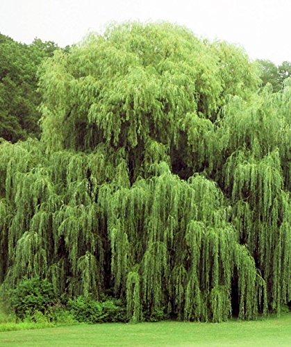 Willow Tree Bundle - 10 Fast Growing Aussie Willow Trees + 4 Weeping Willow Trees + 2 Corkscrew Willow Tree - Ready to Plant - Indoor/Outdoor Live Tree Plants - Fast Privacy and Unique Look all in One