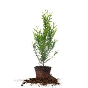 perfect plants thuja green giant 1 gallon | privacy evergreen arborvitae | adaptable lush green foliage