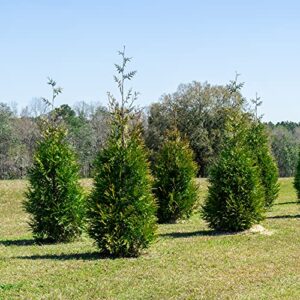 PERFECT PLANTS Thuja Green Giant 1 Gallon | Privacy Evergreen Arborvitae | Adaptable Lush Green Foliage