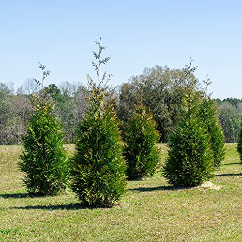 PERFECT PLANTS Thuja Green Giant 1 Gallon | Privacy Evergreen Arborvitae | Adaptable Lush Green Foliage