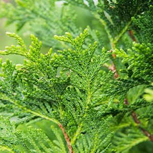 PERFECT PLANTS Thuja Green Giant 1 Gallon | Privacy Evergreen Arborvitae | Adaptable Lush Green Foliage