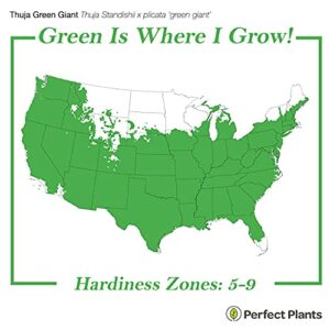 PERFECT PLANTS Thuja Green Giant 1 Gallon | Privacy Evergreen Arborvitae | Adaptable Lush Green Foliage