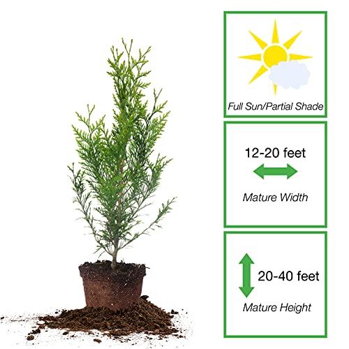 PERFECT PLANTS Thuja Green Giant 1 Gallon | Privacy Evergreen Arborvitae | Adaptable Lush Green Foliage