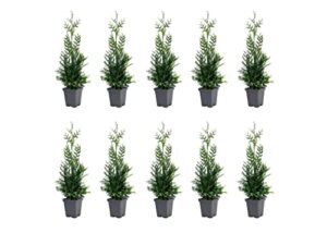 thuja arborvitae green giant – 10 live quart size plants – evergreen privacy trees