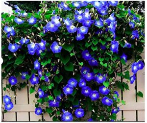 250 heavenly blue morning blooming vine seeds – wonderful climbing heirloom vine – non gmo and neonicotinoid seed. marde ross & company