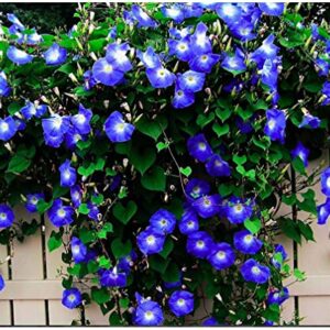 250 Heavenly Blue Morning Blooming Vine Seeds - Wonderful Climbing Heirloom Vine - Non GMO and Neonicotinoid Seed. Marde Ross & Company