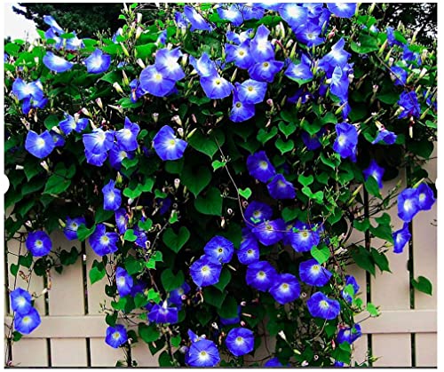 250 Heavenly Blue Morning Blooming Vine Seeds - Wonderful Climbing Heirloom Vine - Non GMO and Neonicotinoid Seed. Marde Ross & Company