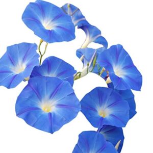 250 Heavenly Blue Morning Blooming Vine Seeds - Wonderful Climbing Heirloom Vine - Non GMO and Neonicotinoid Seed. Marde Ross & Company