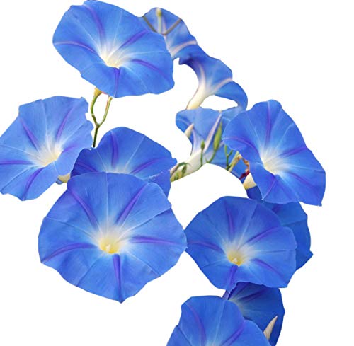 250 Heavenly Blue Morning Blooming Vine Seeds - Wonderful Climbing Heirloom Vine - Non GMO and Neonicotinoid Seed. Marde Ross & Company