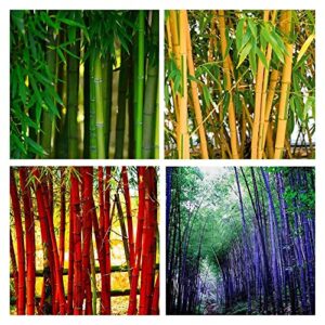 giant bamboo seeds for planting outdoors, privacy screen good for environment shade-tolerant home decor landscaping, fast growing