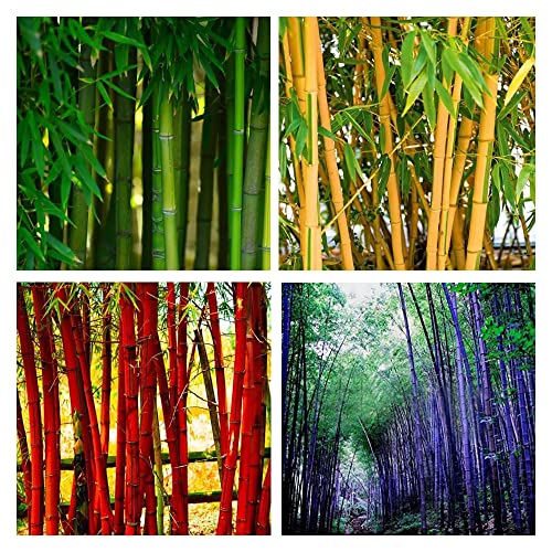 Giant Bamboo Seeds for Planting Outdoors, Privacy Screen Good for Environment Shade-Tolerant Home Decor Landscaping, Fast Growing