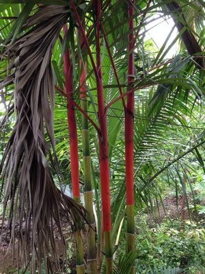 Giant Bamboo Seeds for Planting Outdoors, Privacy Screen Good for Environment Shade-Tolerant Home Decor Landscaping, Fast Growing