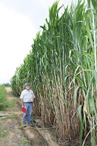elephant grass seeds – 100 seeds – tallest grass in the world – ships from iowa, made in usa