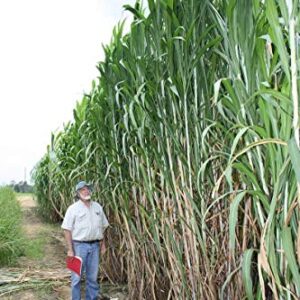 Elephant Grass Seeds - 100 Seeds - Tallest Grass in The World - Ships from Iowa, Made in USA