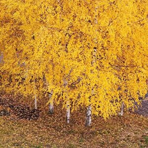 QAUZUY GARDEN White Paper Birch Tree Seeds (Betula papyrifera) 50+Seeds Canoe Birch Seeds Stunning Fall Color Tree Hardy Fast-Growing Low-Maintenance