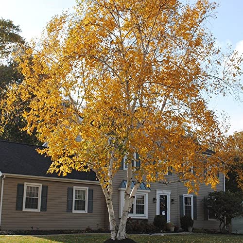 QAUZUY GARDEN White Paper Birch Tree Seeds (Betula papyrifera) 50+Seeds Canoe Birch Seeds Stunning Fall Color Tree Hardy Fast-Growing Low-Maintenance