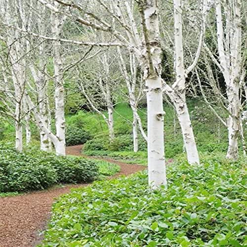 QAUZUY GARDEN White Paper Birch Tree Seeds (Betula papyrifera) 50+Seeds Canoe Birch Seeds Stunning Fall Color Tree Hardy Fast-Growing Low-Maintenance