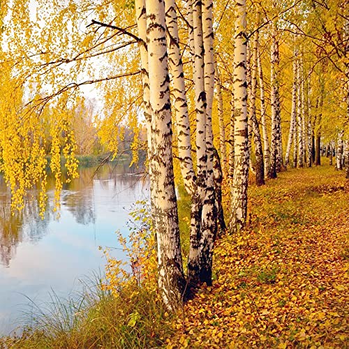 QAUZUY GARDEN White Paper Birch Tree Seeds (Betula papyrifera) 50+Seeds Canoe Birch Seeds Stunning Fall Color Tree Hardy Fast-Growing Low-Maintenance