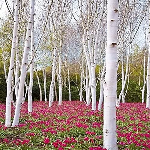 QAUZUY GARDEN White Paper Birch Tree Seeds (Betula papyrifera) 50+Seeds Canoe Birch Seeds Stunning Fall Color Tree Hardy Fast-Growing Low-Maintenance