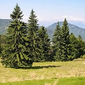 Norway Spruce Tree Seeds - 50 Seeds - Beautiful Evergreen Tree Seeds - Picea Abies