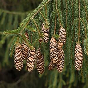 Norway Spruce Tree Seeds - 50 Seeds - Beautiful Evergreen Tree Seeds - Picea Abies