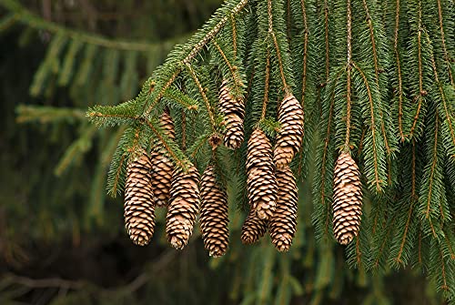 Norway Spruce Tree Seeds - 50 Seeds - Beautiful Evergreen Tree Seeds - Picea Abies