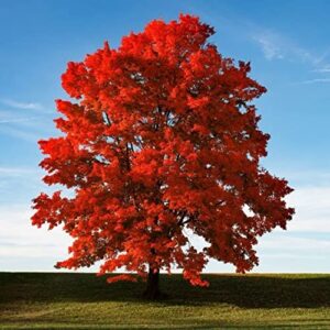 50+ red maple seeds for planting outdoors – heirloom maple tree seeds (acer rubrum) – made in usa, ships from iowa