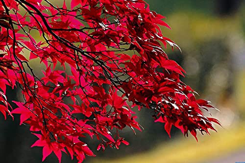 50+ Red Maple Seeds for Planting Outdoors - Heirloom Maple Tree Seeds (Acer rubrum) - Made in USA, Ships from Iowa