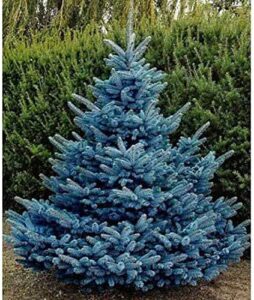 100 blue spruce seeds for planting | colorado blue spruce, picea pungens glauca | attractive trees fro privacy or landscaping