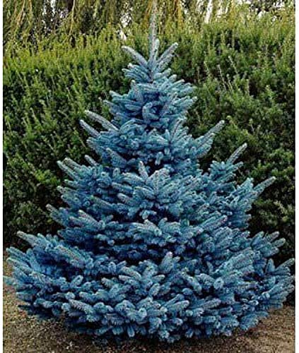 100 Blue Spruce Seeds for Planting | Colorado Blue Spruce, Picea pungens glauca | Attractive Trees fro Privacy or Landscaping