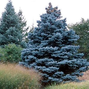 100 Blue Spruce Seeds for Planting | Colorado Blue Spruce, Picea pungens glauca | Attractive Trees fro Privacy or Landscaping