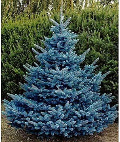 Blue Spruce Seeds for Planting | 30 Seeds | Colorado Blue Spruce, Picea pungens glauca | Attractive Trees fro Privacy or Landscaping