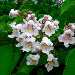 Indian Bean Tee Southern Cigar Tree Catawba Tree Catalpa Bignonioides 10 Seeds