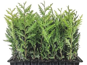 thuja arborvitae green giant qty 40 live trees evergreen privacy