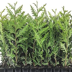 Thuja Arborvitae Green Giant Qty 40 Live Trees Evergreen Privacy