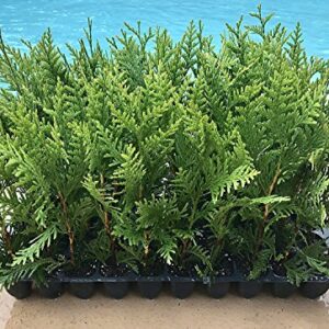 Thuja Arborvitae Green Giant Qty 40 Live Trees Evergreen Privacy