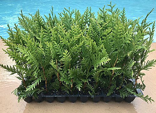 Thuja Arborvitae Green Giant Qty 40 Live Trees Evergreen Privacy