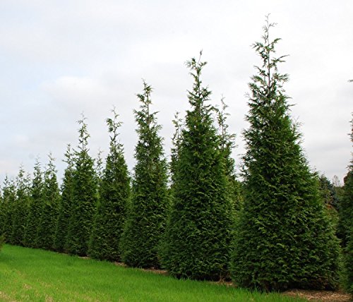 Thuja Arborvitae Green Giant Qty 40 Live Trees Evergreen Privacy