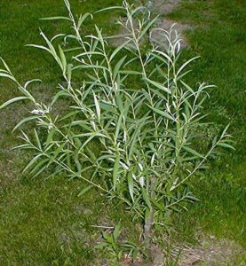 25 jumbo hybrid willow tree cuttings – much thicker root stock – approx 10 inches tall, 5/8 in- 1+ inch thick root stock – fast privacy shade trees – grows fastest