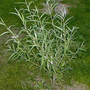 25 Jumbo Hybrid Willow Tree Cuttings - Much Thicker Root Stock - Approx 10 inches Tall, 5/8 in- 1+ Inch Thick Root Stock - Fast Privacy Shade Trees - Grows Fastest