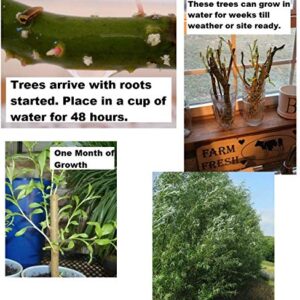 25 Jumbo Hybrid Willow Tree Cuttings - Much Thicker Root Stock - Approx 10 inches Tall, 5/8 in- 1+ Inch Thick Root Stock - Fast Privacy Shade Trees - Grows Fastest