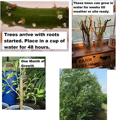 25 Jumbo Hybrid Willow Tree Cuttings - Much Thicker Root Stock - Approx 10 inches Tall, 5/8 in- 1+ Inch Thick Root Stock - Fast Privacy Shade Trees - Grows Fastest