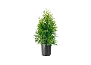 green giant arborvitae | 3 large 3 gallon trees | thuja plicata | live evergreen privacy screening plants