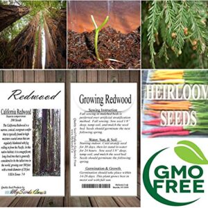 Cedar, Dogwood, Pine, Redwood, Spruce, Tree Seed by MySeeds.Co, You Choose The Color n Quantity (1 Pack, California Redwood - Big Pack)