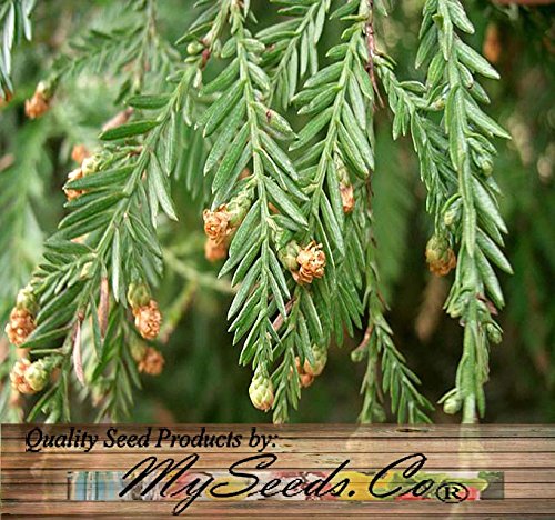 Cedar, Dogwood, Pine, Redwood, Spruce, Tree Seed by MySeeds.Co, You Choose The Color n Quantity (1 Pack, California Redwood - Big Pack)