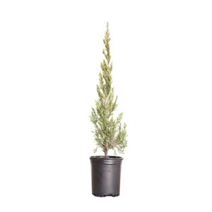 spartan juniper (2.5 quart) fast growing evergreen tree with dense green foliage – full sun live outdoor plant