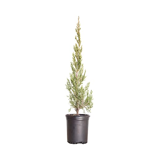 Spartan Juniper (2.5 Quart) Fast Growing Evergreen Tree with Dense Green Foliage - Full Sun Live Outdoor Plant