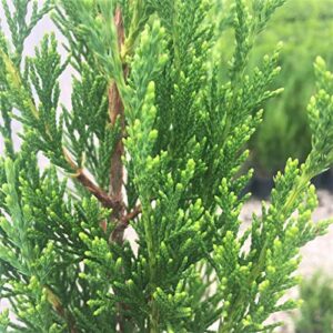 Spartan Juniper (2.5 Quart) Fast Growing Evergreen Tree with Dense Green Foliage - Full Sun Live Outdoor Plant