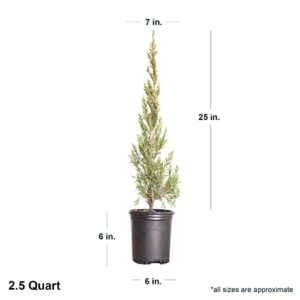 Spartan Juniper (2.5 Quart) Fast Growing Evergreen Tree with Dense Green Foliage - Full Sun Live Outdoor Plant