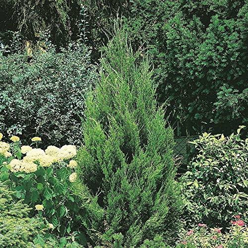 Spartan Juniper (2.5 Quart) Fast Growing Evergreen Tree with Dense Green Foliage - Full Sun Live Outdoor Plant